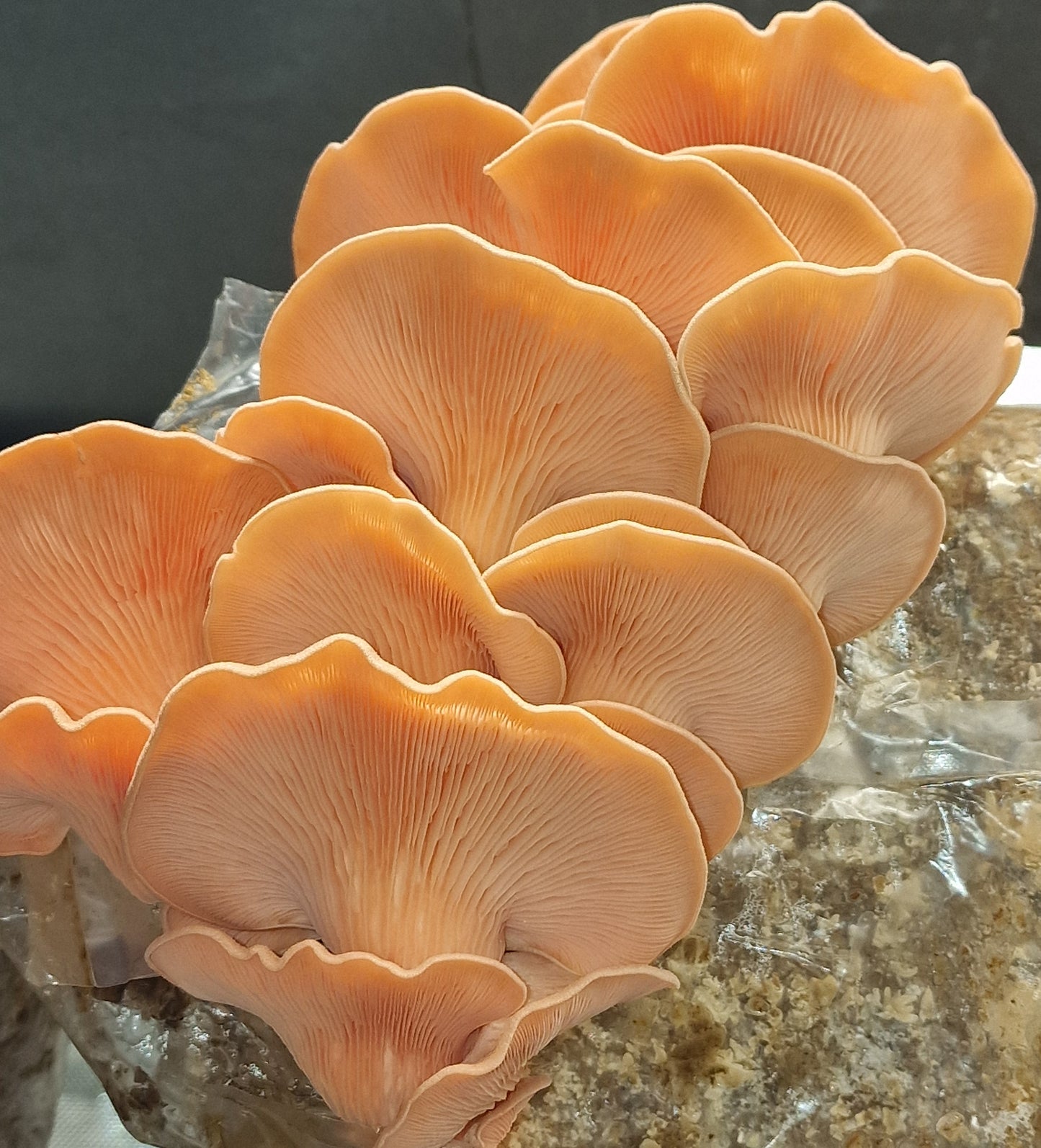 Pink Oyster Mushrooms 120g