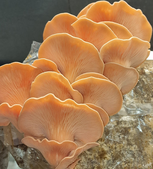 Pink Oyster Mushrooms 250g